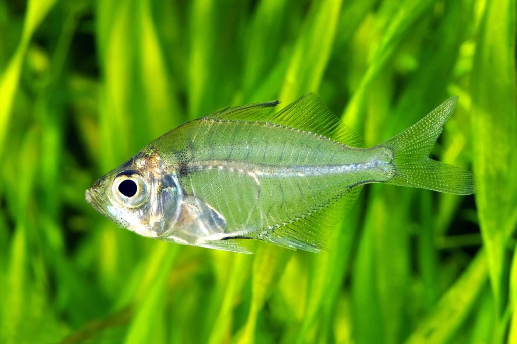 indian glassfish