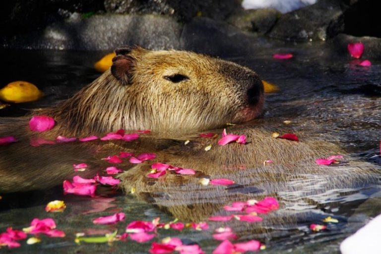 All About Capybaras Ultimate Guide To Everything