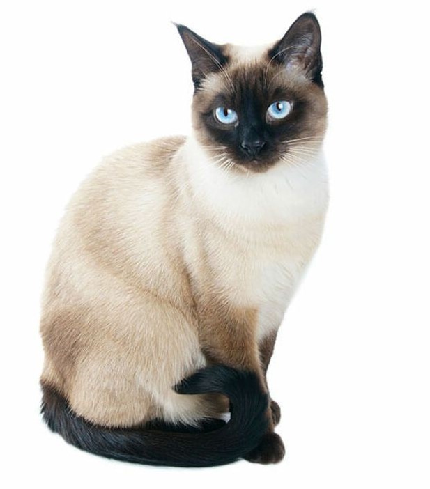 Short-haired Cat breeds: - ultimate guide to everything