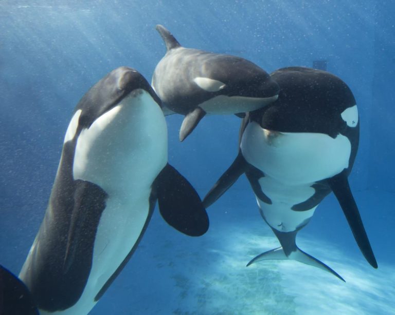 Interesting facts about Killer Whales - ultimate guide to everything