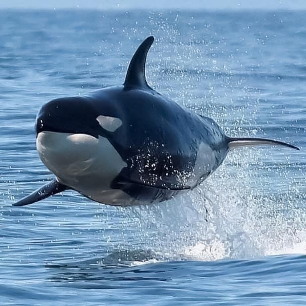 Interesting facts about Killer Whales - ultimate guide to everything