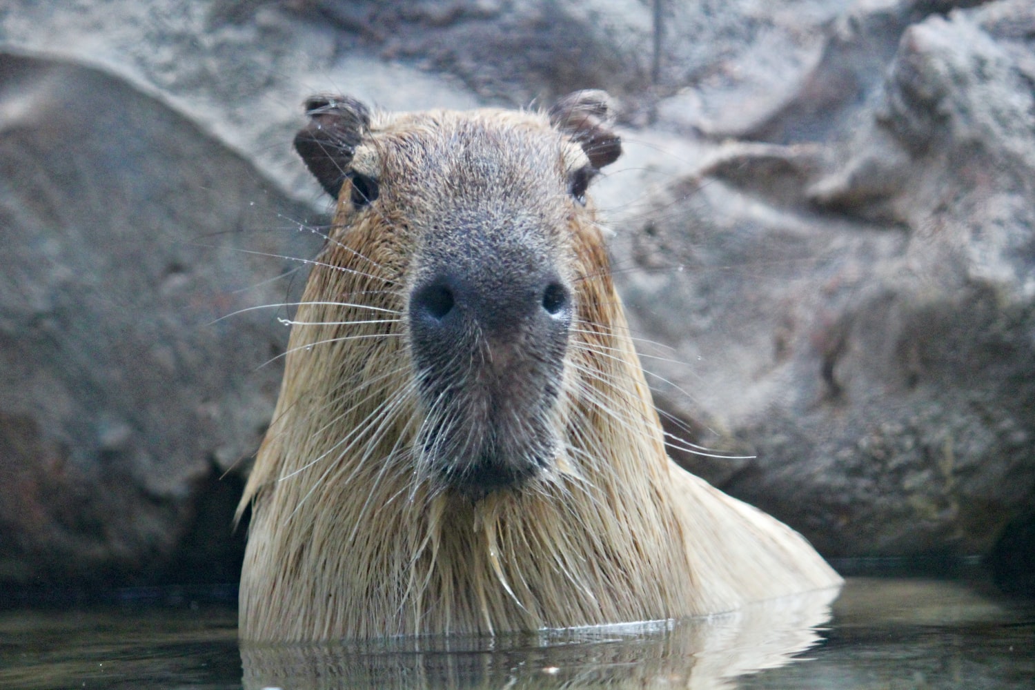 All about Capybaras… - ultimate guide to everything